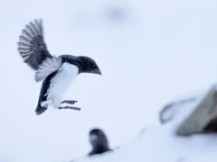 Little auk landing on the snow in Svalbard, Norway.