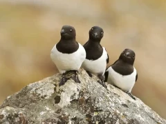A trio of little auk on a rock in Svalbard.