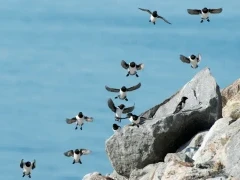 Colony of little auks coming in to land in Spitsbergen, Svalbard.