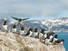 A row of little auk in Svalbard, Norway.