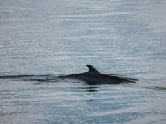 Minke whale in the waters of Svalbard.