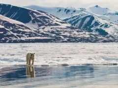 Polar bear amongst the icy landscape, in Svalbard, Norway.