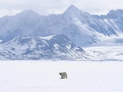 Polar bear in the wilderness, Svalbard, Norway.