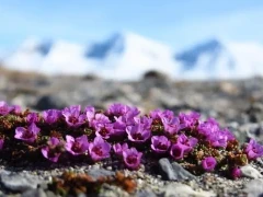 A cluster of purple saxifrage in the tundra, Svalbard.