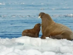 Walrus with calf in Svalbard.
