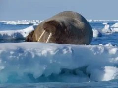 Walrus on the ice in Svalbard, Norway.