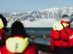 A group observing walrus in Svalbard.
