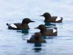 Black guillemot in Arctic waters.
