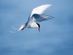 Arctic tern in flight.