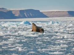 Atlantic walrus on the ice in Croker Bay, Canada.