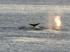 Image of the blow and tail of bowhead whales.