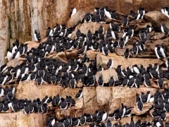 A Brunnichs guillemot on the cliff-side, Arctic.