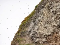 Colony of kittiwakes flying in to roost.