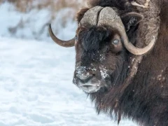 Close-up of a musk ox in the Arctic.