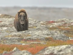 Musk ox on the rocky landscape of the Arctic.