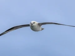 Northern fulmar in flight.