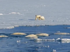 Polar bear with cub walking across the ice, and a beluga whale pod surfacing in the foreground, in Arctic Canada.