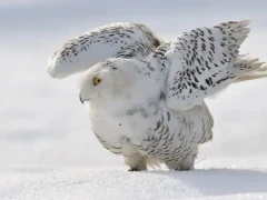 Snowy owl stretching its wings in the Arctic.