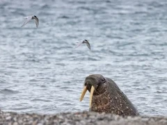 Walrus on a pebble beach, in the Actic.