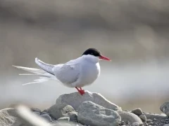 Arctic tern resting on a rock in the Arctic.