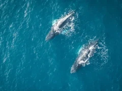 Aerial view of humpback whales in the Arctic.