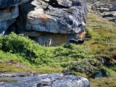 Arctic fox in Greenland