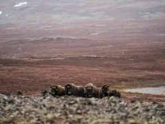 Musk oxen in Greenland