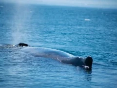 Greenland whale surfacing to blow.