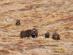 Musk ox herd on a hillside in the Arctic.