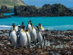 King penguins on Macquarie Island, Subantarctic Islands.