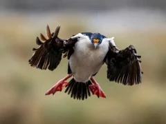 Blue-eyed shag in flight, South Georgia.