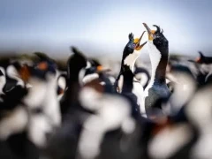 Blue-eyed shags in South Georgia.