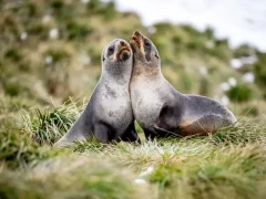 Fur seals in South Georgia.