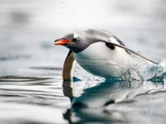 A gentoo penguin leaping, South Georgia.