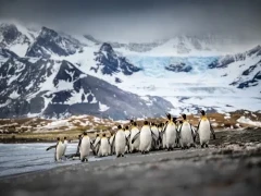 A colony of king penguins in South Georgia.