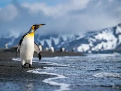 King penguin walking on a beach in South Georgia.