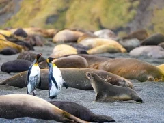 King penguins amongst resting elephant seals, Subantarctic islands.