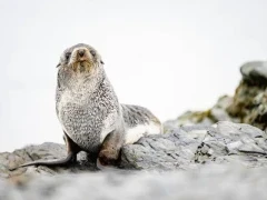 A fur seal in South Georgia.