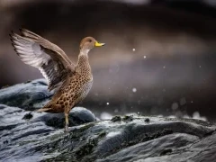A South Georgia pintail.