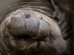 Close-up of an elephant seal in South Georgia.