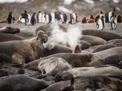 A colony of elephant seals in South Georgia.