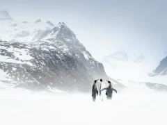 A trio of king penguins in South Georgia.