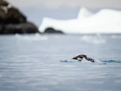 Two gentoos swimming in South Georgia.