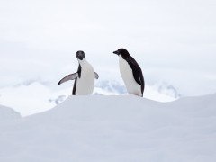 Adelie penguin in Antarctic Peninsula