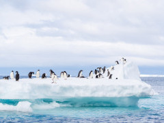 Adelie penguin in Antarctic Peninsula