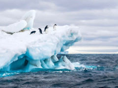 Adelie penguin in Antarctic Peninsula