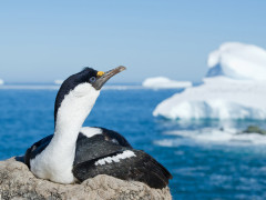 Blue-eyed shag in Antarctic Peninsula