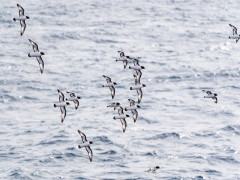 Cape petrel in Antarctic Peninsula