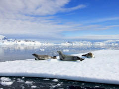 Crabeater seal in Antarctic Peninsula
