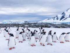 Gentoo penguin in Antarctic Peninsula